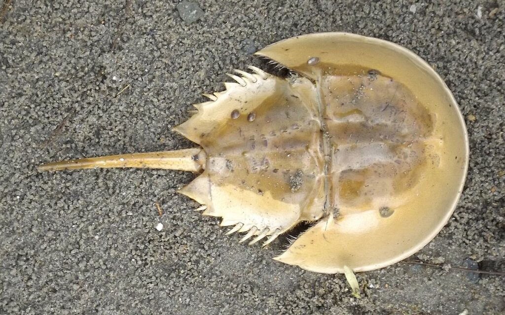 Daftar 5 Hewan Purba