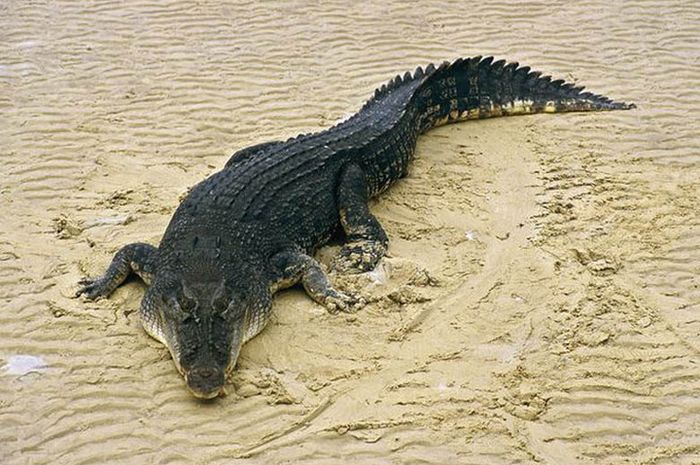 Daftar 5 Hewan Purba