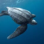 Daftar 5 Hewan Purba yang Bisa Ditemukan di Indonesia