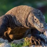Sejarah Komodo: Manfaat, Makanan, Asal Usulnya